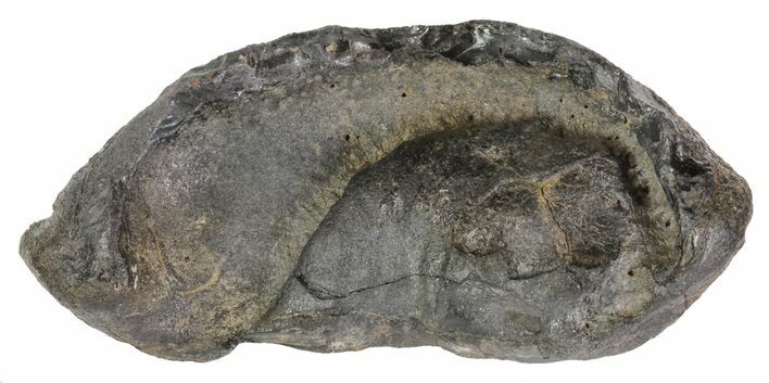 Fossil Whale Ear Bone - Miocene #63524